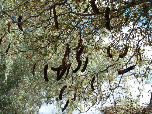 Texas ebony seed pods on the tree