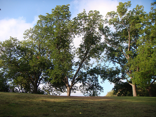 Pecan Trees in Austin