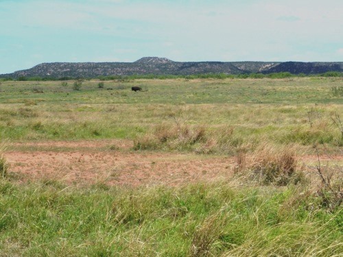 Bison grazing at Caprock Canyon State Park