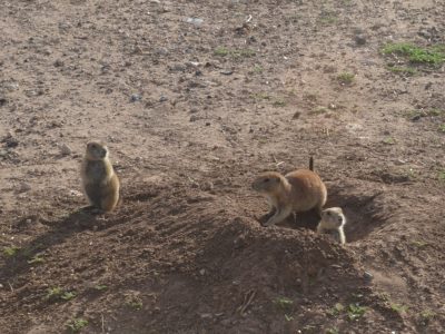 Prairie Dogs in MacKenzie Park in Lubbock