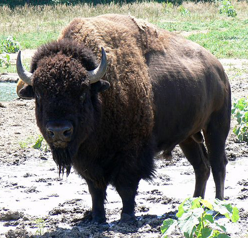 bison by mongo